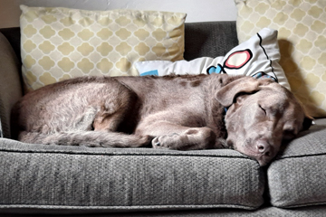 Safe Space - Dog sleeping on a couch