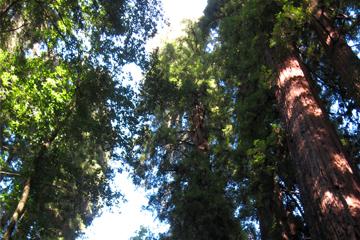 Collective Years Of Experience - Looking up towards the top of a redwood tree grove.