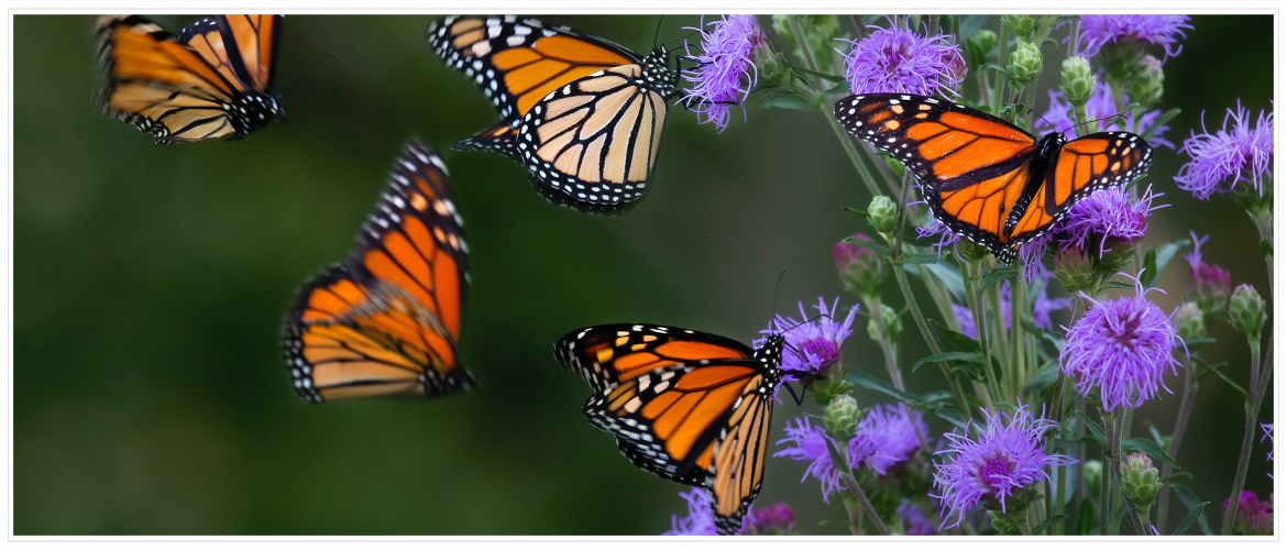 Our Treatment Focus - Hero Image - Monarch butterflies landing on purple flowers.