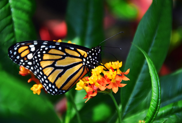 Conditions We Treat - Close-up image of monarch butterfly on yellow and orange flowers.